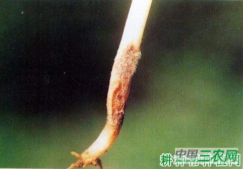 四季豆茎基腐病如何防治? 四季豆茎基腐病如何防治?