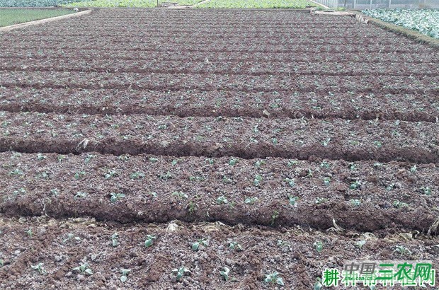 花椰菜（花菜、菜花）什么时候种植？