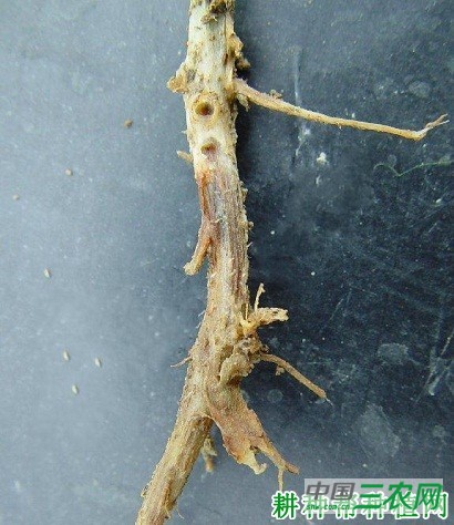 四季豆炭腐病如何防治？