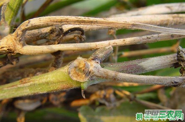 四季豆炭腐病如何防治？