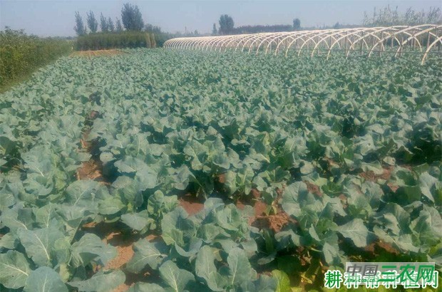 种植花椰菜(花菜、菜花)需要怎么样的环境条件? 种植花椰菜(花菜、菜花)需要怎么样的环境条件?