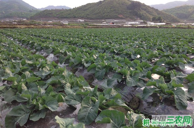 种植花椰菜(花菜、菜花)需要怎么样的环境条件? 种植花椰菜(花菜、菜花)需要怎么样的环境条件?