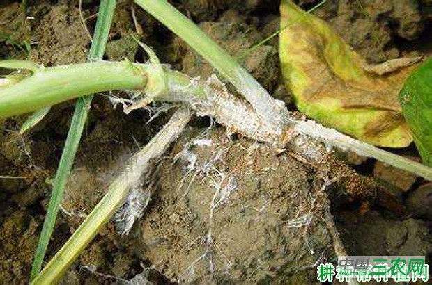 四季豆白绢病如何防治？