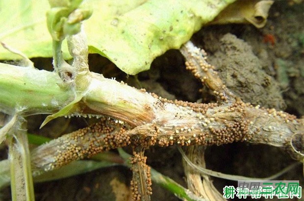 四季豆白绢病如何防治？