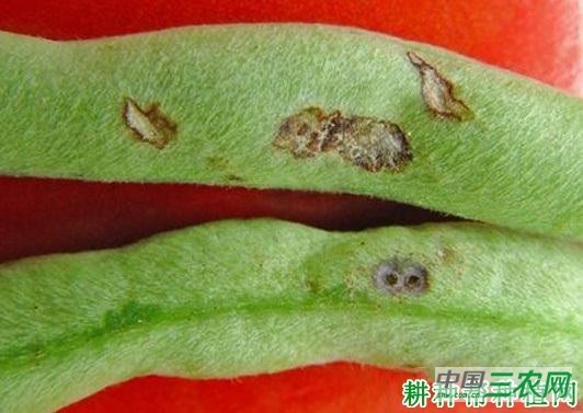 四季豆红斑病如何防治? 四季豆红斑病如何防治?