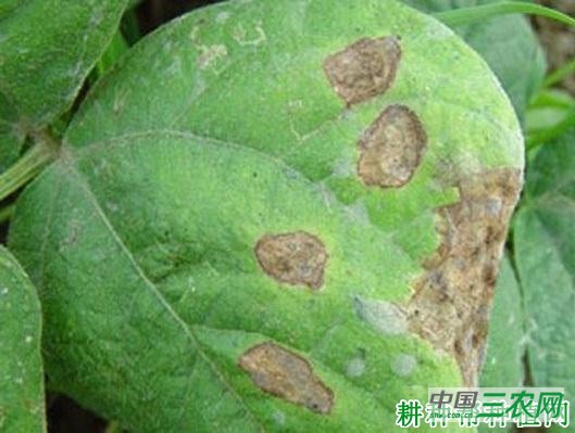 四季豆红斑病如何防治? 四季豆红斑病如何防治?