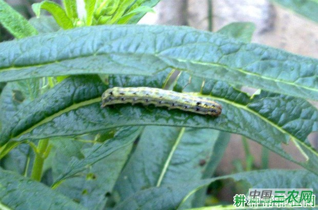 豆角如何防治斜纹夜蛾？