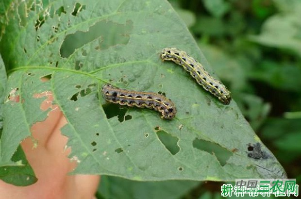 豆角如何防治斜纹夜蛾？