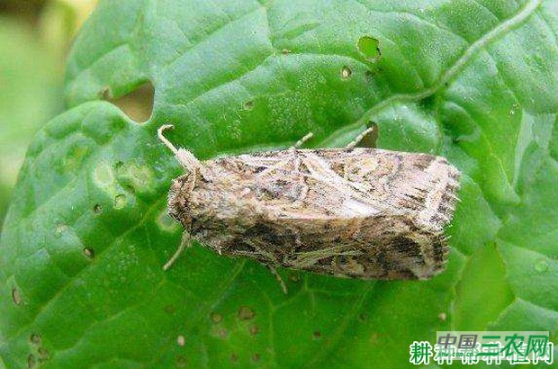 豆角如何防治斜纹夜蛾？