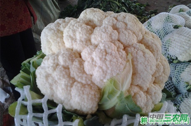 花椰菜(花菜、菜花)长怎么样? 花椰菜(花菜、菜花)长怎么样?