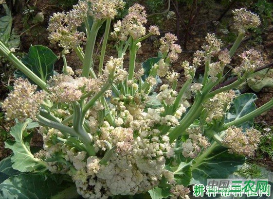 花椰菜(花菜、菜花)长怎么样? 花椰菜(花菜、菜花)长怎么样?
