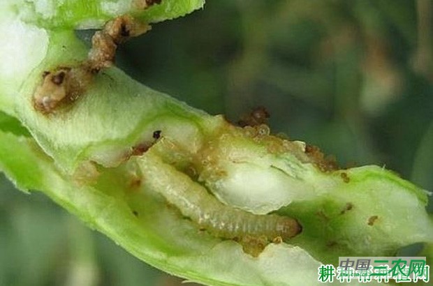 豆角如何防治豆荚斑螟? 豆角如何防治豆荚斑螟?