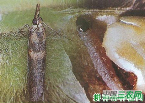 豆角如何防治豆荚斑螟? 豆角如何防治豆荚斑螟?