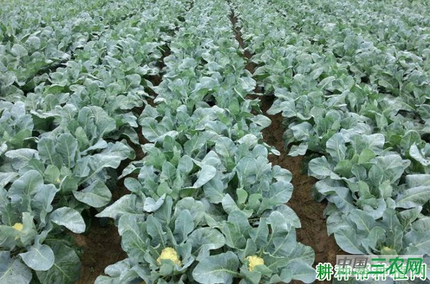 我国花椰菜（花菜、菜花）产地是哪里？