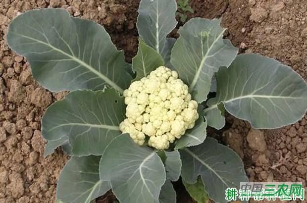 我国花椰菜（花菜、菜花）产地是哪里？