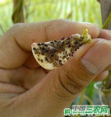豆角如何防治豆蚜? 豆角如何防治豆蚜?