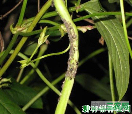 豆角如何防治豆蚜? 豆角如何防治豆蚜?