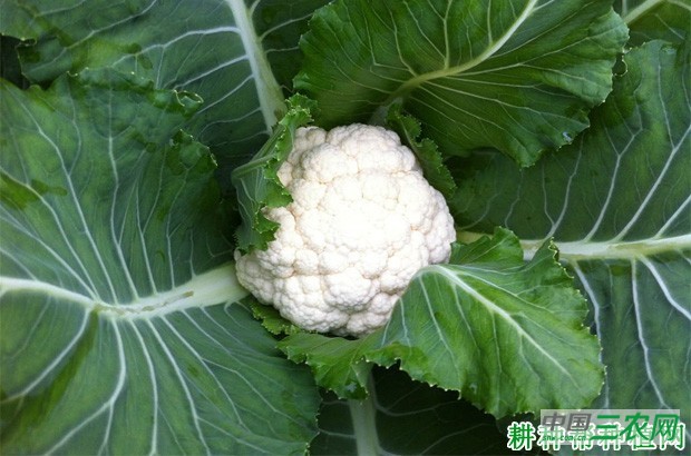 花椰菜(花菜、菜花)什么时候引起我国? 花椰菜(花菜、菜花)什么时候引起我国?