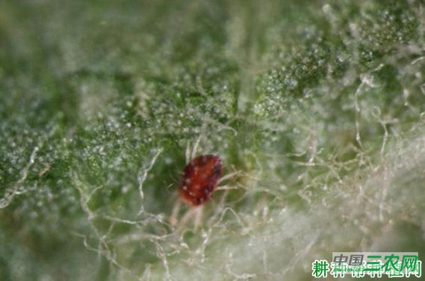 豆角如何防治豆叶螨？