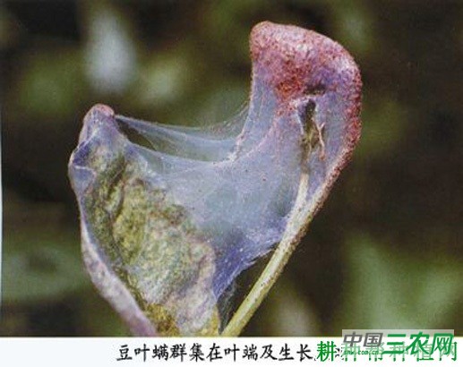 豆角如何防治豆叶螨？