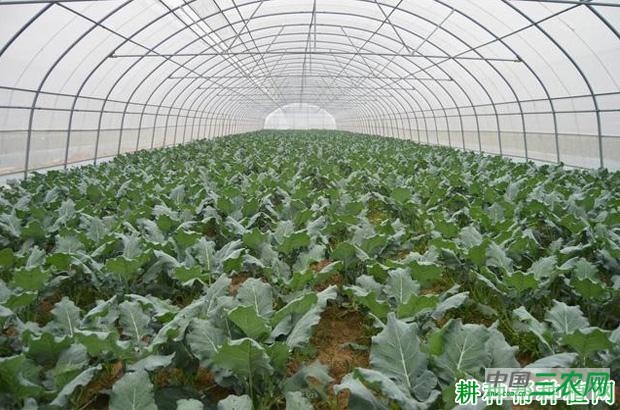 秋延迟花椰菜（花菜、菜花）如何种植？