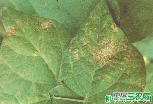 四季豆花叶病如何防治? 四季豆花叶病如何防治?