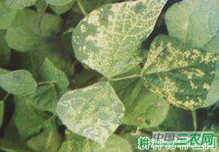 四季豆花叶病如何防治? 四季豆花叶病如何防治?