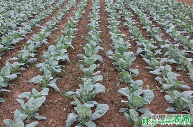 种植花椰菜(花菜、菜花)如何浇水? 种植花椰菜(花菜、菜花)如何浇水?