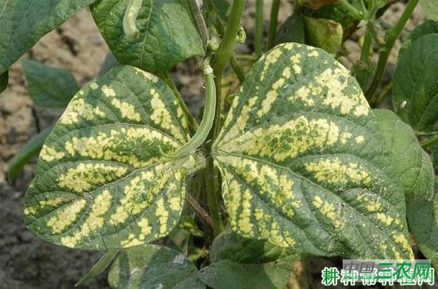 四季豆花叶病如何防治? 四季豆花叶病如何防治?