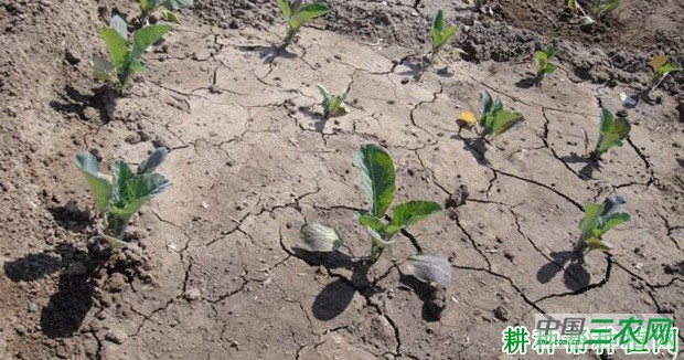 种植花椰菜(花菜、菜花)如何浇水? 种植花椰菜(花菜、菜花)如何浇水?