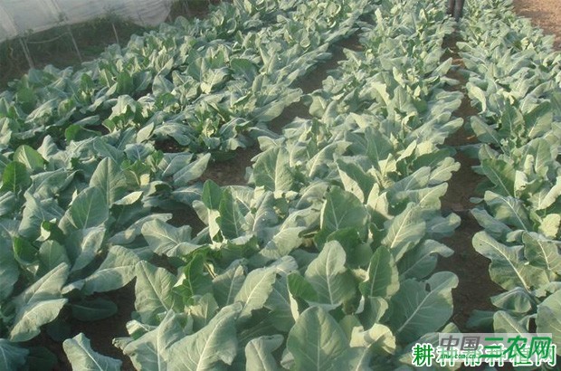 秋延迟花椰菜（花菜、菜花）如何种植？