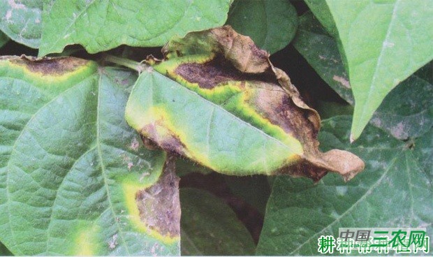 四季豆细菌性疫病如何防治? 四季豆细菌性疫病如何防治?