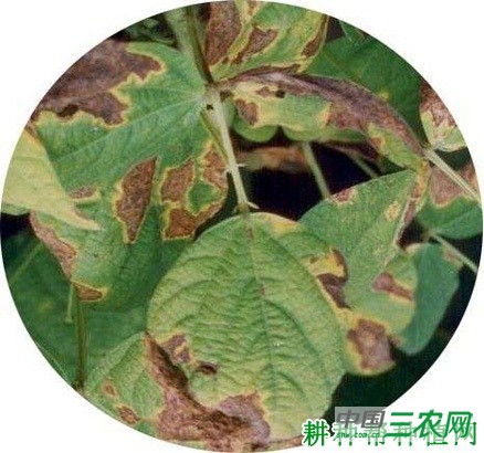 四季豆细菌性疫病如何防治? 四季豆细菌性疫病如何防治?