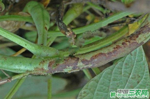 四季豆细菌性疫病如何防治? 四季豆细菌性疫病如何防治?