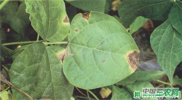 四季豆细菌性疫病如何防治? 四季豆细菌性疫病如何防治?