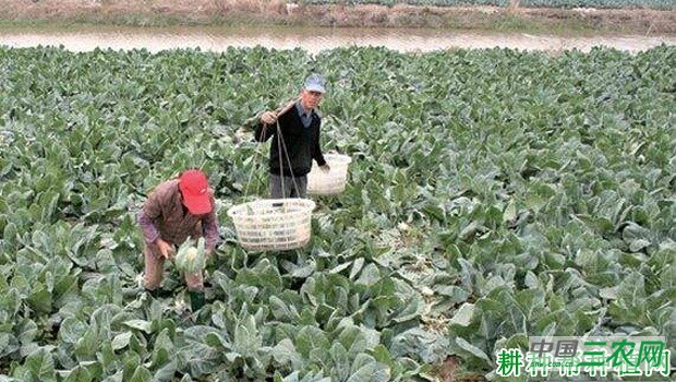 秋季露地花椰菜（花菜、菜花）如何种植？