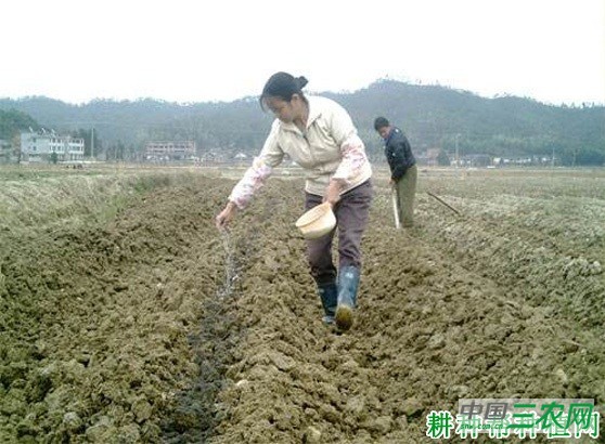 种植花椰菜(花菜、菜花)如何施肥? 种植花椰菜(花菜、菜花)如何施肥?