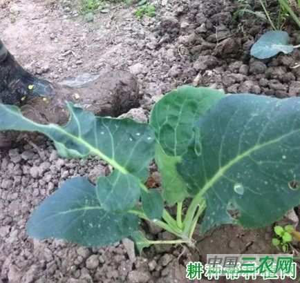 种植花椰菜(花菜、菜花)如何施肥? 种植花椰菜(花菜、菜花)如何施肥?