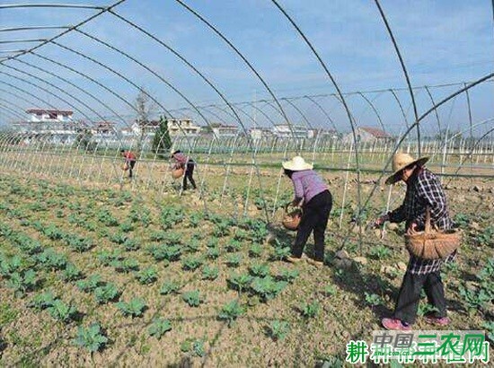 种植花椰菜(花菜、菜花)如何施肥? 种植花椰菜(花菜、菜花)如何施肥?