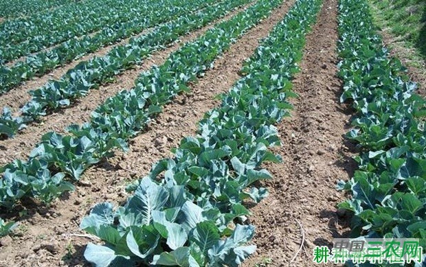 种植花椰菜(花菜、菜花)如何施肥? 种植花椰菜(花菜、菜花)如何施肥?