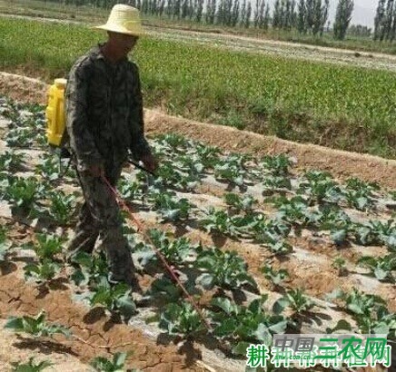 种植花椰菜(花菜、菜花)如何施肥? 种植花椰菜(花菜、菜花)如何施肥?