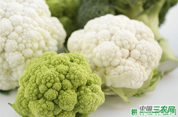 春早熟花椰菜(花菜、菜花)如何种植? 春早熟花椰菜(花菜、菜花)如何种植?