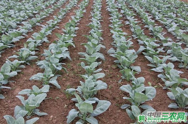 花椰菜（花菜、菜花）每亩种植多少棵？