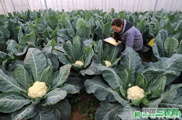 什么是花椰菜（花菜、菜花）假植栽培？