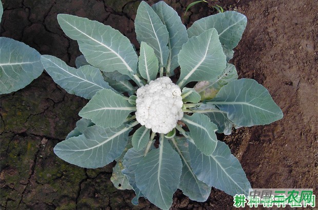 什么是花椰菜（花菜、菜花）假植栽培？