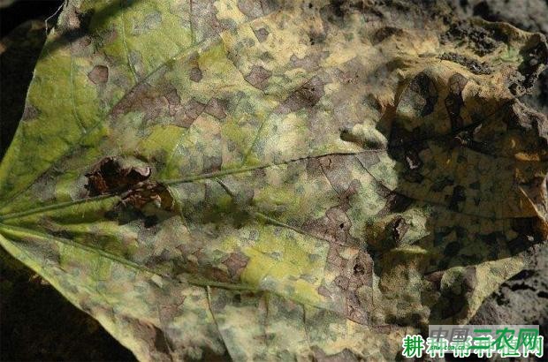 四季豆角斑病如何防治？