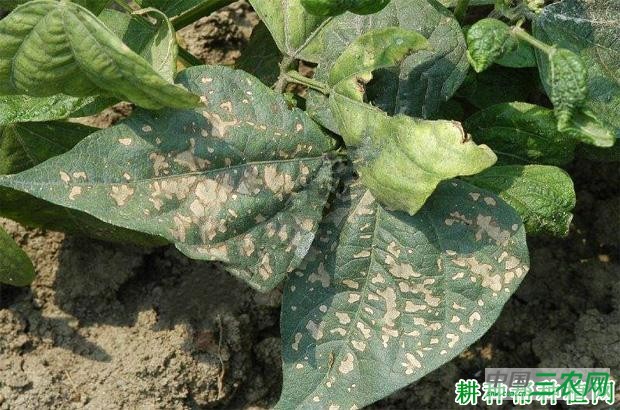 四季豆角斑病如何防治？