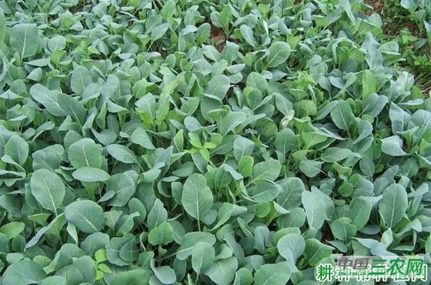 花椰菜(花菜、菜花)苗为什么要假植? 花椰菜(花菜、菜花)苗为什么要假植?