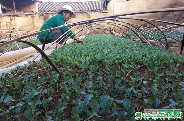 花椰菜(花菜、菜花)苗为什么要假植? 花椰菜(花菜、菜花)苗为什么要假植?