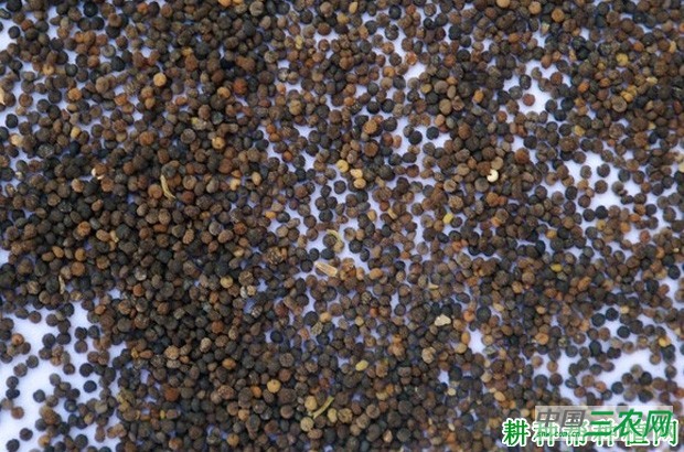 花椰菜（花菜、菜花）如何育苗？